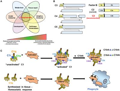 Complement Nomenclature—Deconvoluted